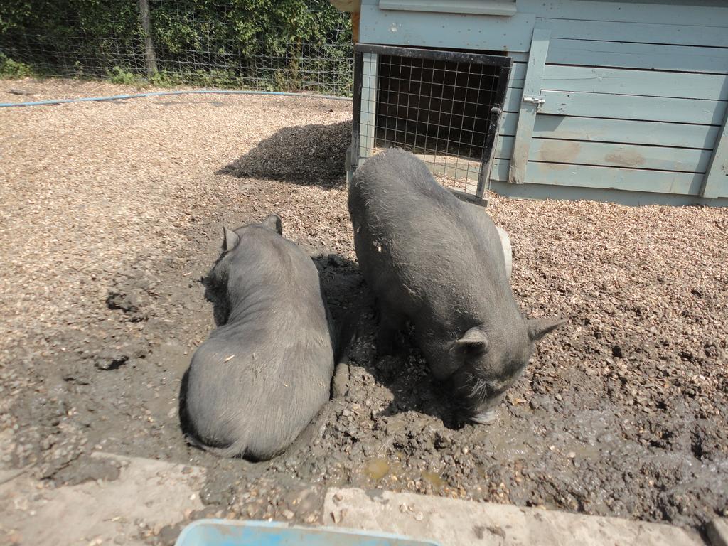 Willow Court Farm Studio South & Petting Farm, 8 Mins From Legoland & Windsor, 15 Mins From Lapland Uk מראה חיצוני תמונה