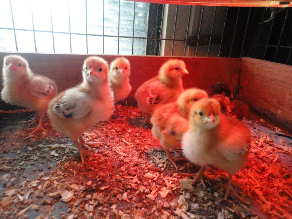Willow Court Farm Studio South & Petting Farm, 8 Mins From Legoland & Windsor, 15 Mins From Lapland Uk מראה חיצוני תמונה