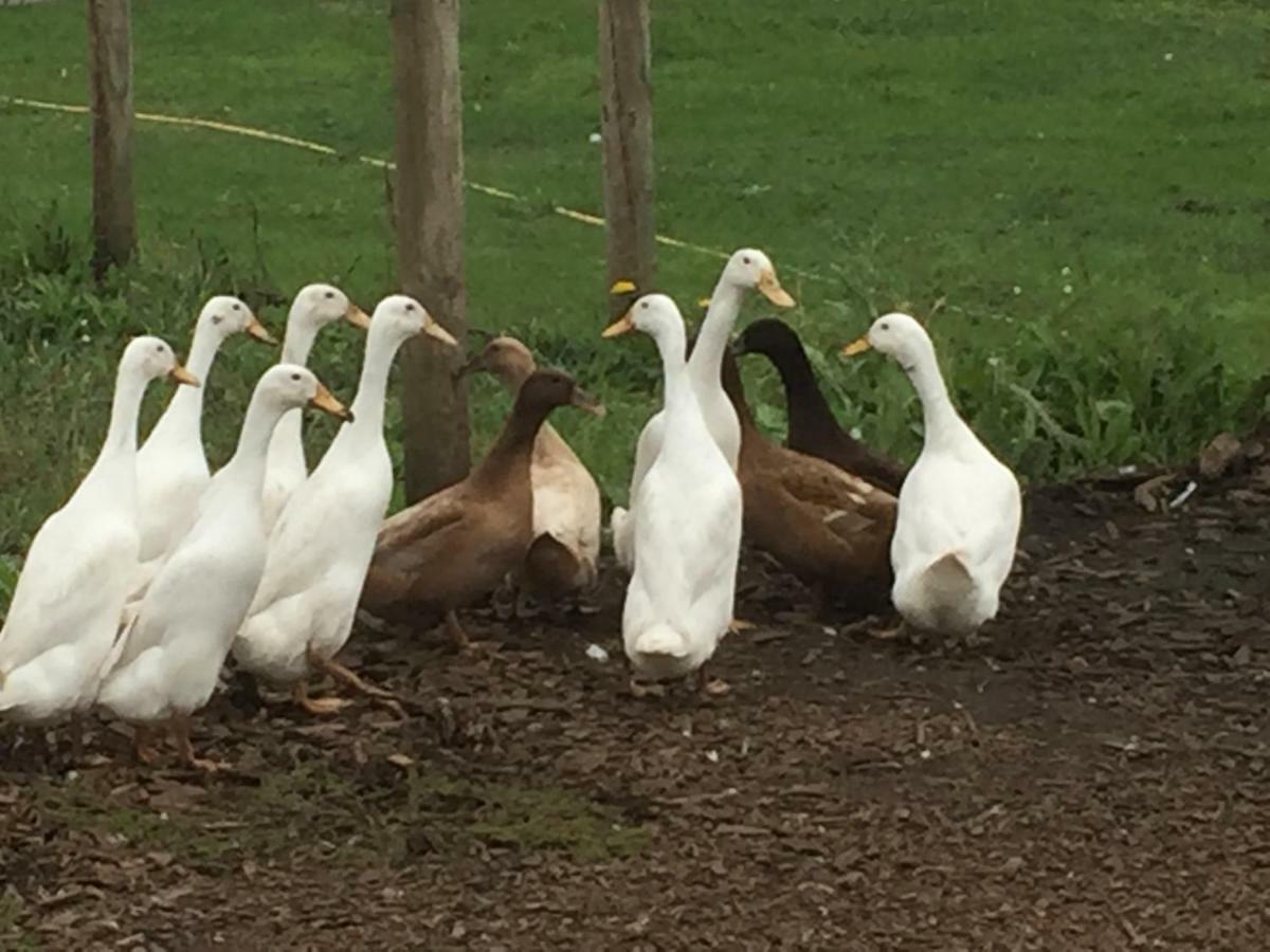 Willow Court Farm Studio South & Petting Farm, 8 Mins From Legoland & Windsor, 15 Mins From Lapland Uk מראה חיצוני תמונה