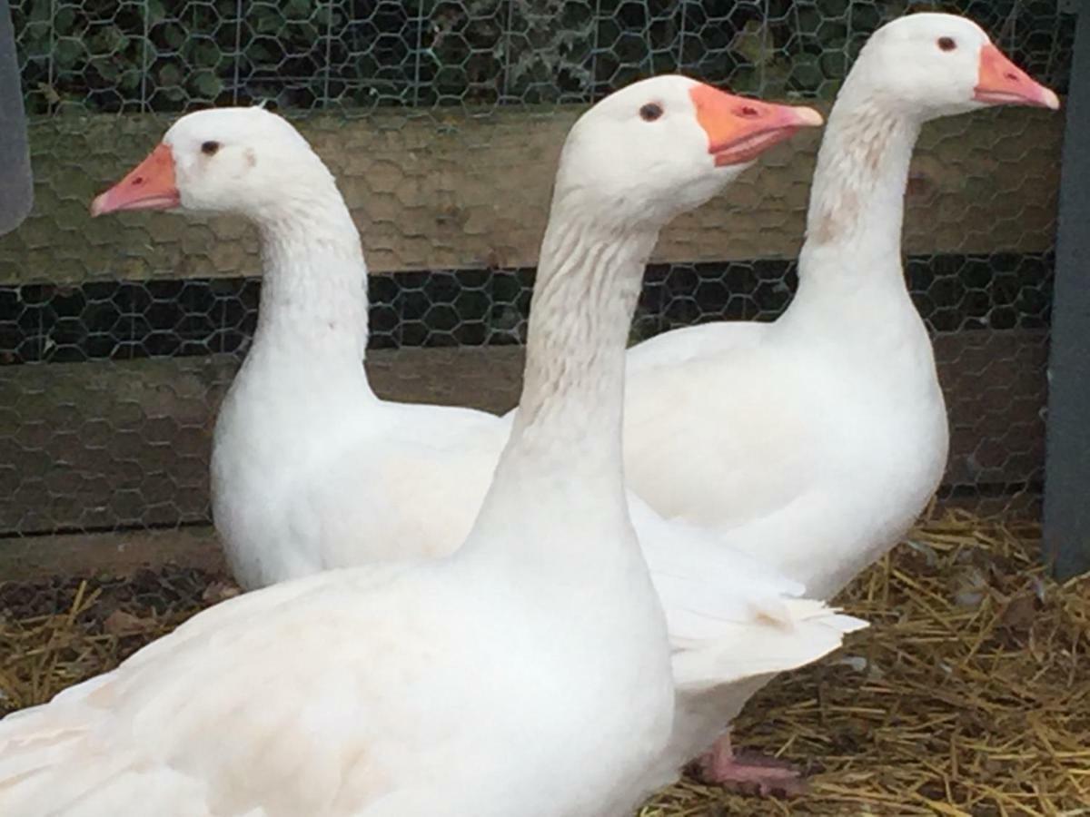Willow Court Farm Studio South & Petting Farm, 8 Mins From Legoland & Windsor, 15 Mins From Lapland Uk מראה חיצוני תמונה