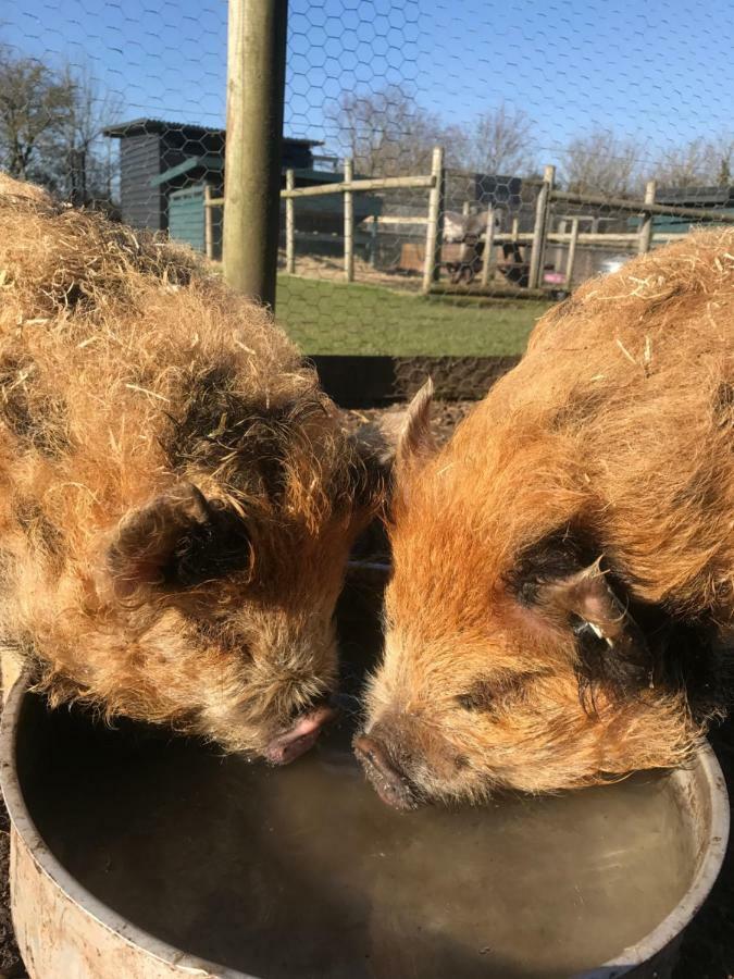 Willow Court Farm Studio South & Petting Farm, 8 Mins From Legoland & Windsor, 15 Mins From Lapland Uk מראה חיצוני תמונה