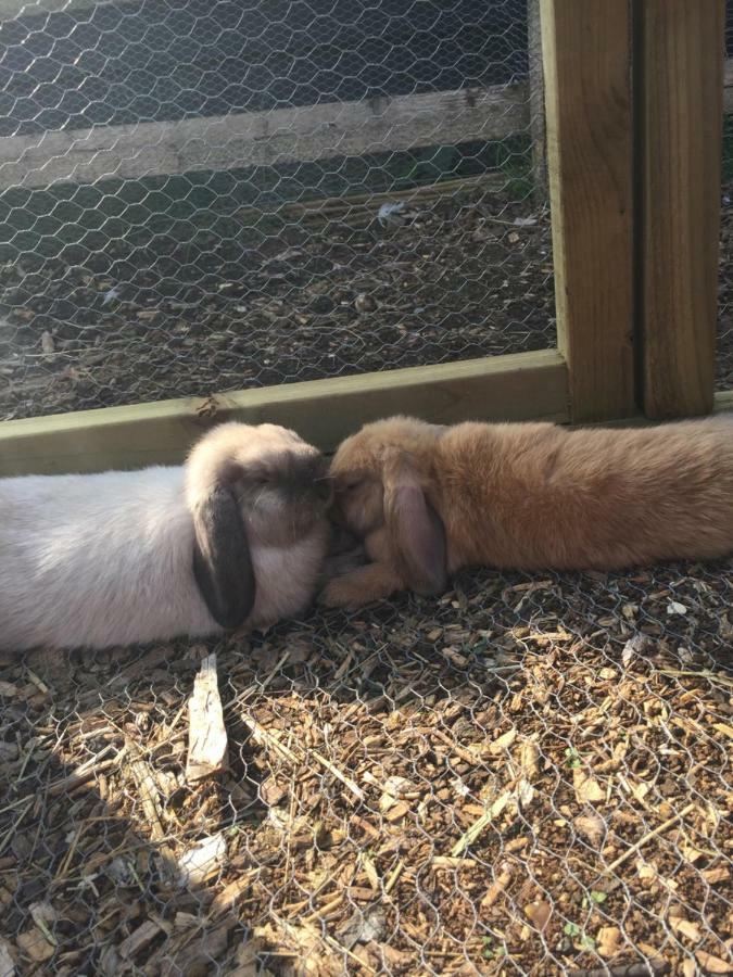 Willow Court Farm Studio South & Petting Farm, 8 Mins From Legoland & Windsor, 15 Mins From Lapland Uk מראה חיצוני תמונה